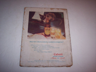 Cat table alcohol beer glass - cleve gray free wallpaper