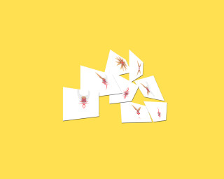 Red spider cards yellow background - free bird wallpaper for desktop