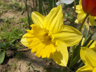 Yellow flower closeup background dirt - other flower free wallpaper