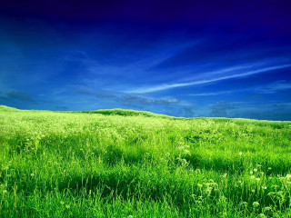 Grassy field blue sky clouds 6 - a grassy field free wallpaper