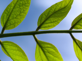 Green leaf blue sky macro - thin free wallpaper for desktop