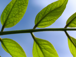 Green leaf blue sky closeup 4 - thin free wallpaper for desktop