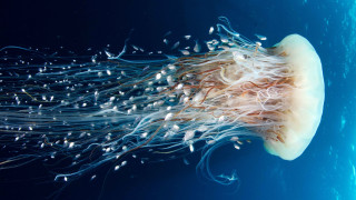 Jellyfish blue hair bubbles underwater - a jellyfish free wallpaper