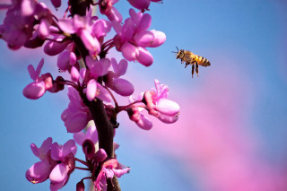 Bee purple flower blue sky 2 - a bee free wallpaper