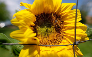 Sunflower bee wire fence field - a wire free wallpaper