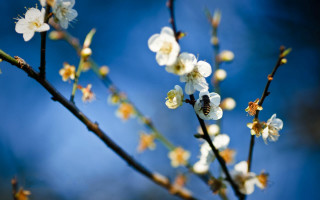 Branch white flowers bee blue - claire dalby free wallpaper