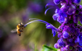 Bee flying purple flower blurry - a bee free wallpaper