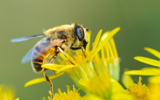 Bee flying yellow flower wings - its wing free wallpaper
