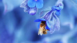 Blue flower bee background blurry - back end free wallpaper