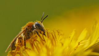 Bee yellow flower green background 2 - a yellow flower free wallpaper