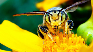 Bee yellow flower wings spread - its wing free wallpaper