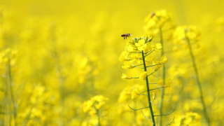 Bee yellow flower field sunset - a bee free wallpaper for desktop