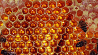 Honeycomb closeup bees inside bee 4 - ai weiwei free wallpaper