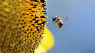 Bee flying sunflower field sunflowers 2 - the flower free wallpaper