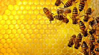 Bees honeycomb honey background honeycomb 2 - a honeycomb free wallpaper