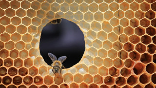 Bee honeycomb hole filled with - a hole in the middle of it free wallpaper