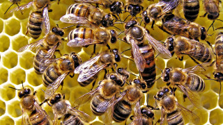 Bees on honeycomb together buzzing - the other looking free wallpaper