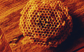 Honeycomb wooden surface brown background - visible free wallpaper