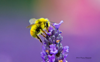 Bee flying purple flower blurry 2 - a bee free wallpaper