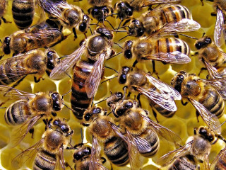 Bees honeycomb together nature swarm - the other looking free wallpaper