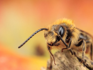 Bee closeup wood blurry background - a close up of a bee free wallpaper