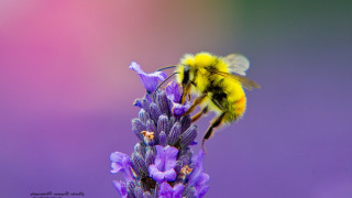 Bee purple flower macro ecological 3 - a bee free wallpaper