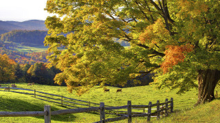 Fenced pasture horse mountain autumn - fall vibrancy free wallpaper