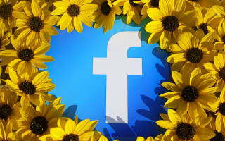 Sunflowers facebook logo blue background - a picture of a bunch free wallpaper