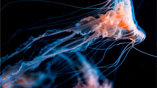 Jellyfish closeup black blue yellow - arie smit free wallpaper