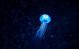 Jellyfish floating night snow number - a jellyfish free wallpaper