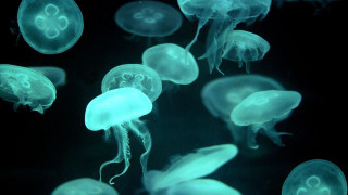 Jellyfish swimming water night time - the water free wallpaper