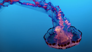 Jellyfish swimming water head surface - jellyfish free wallpaper