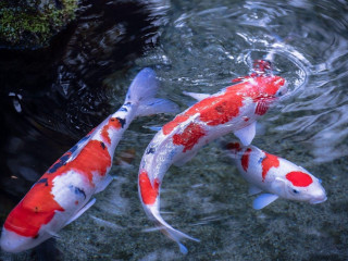 Koi fish swimming pond algae 2 - amano free wallpaper
