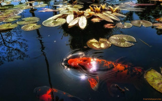 Pond water lilies koi magic - water free wallpaper