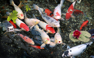 Fish swimming pond flower red - lostfish free wallpaper for desktop