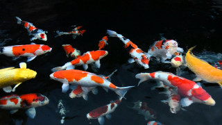 Fish swimming pond dark water - lostfish free wallpaper