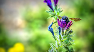 Bee flower field macro bokeh - a bee free wallpaper for desktop