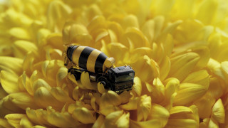 Toy truck yellow flower macro - a large flower free wallpaper
