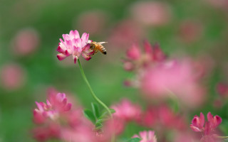 Bee pink flower field green - a bee free wallpaper