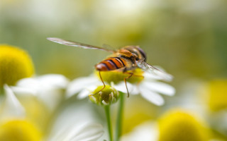 Bee flower macro ecological art - a bee free wallpaper