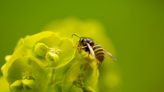 Bee flower green background macro - a bee free wallpaper