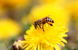 Bee dandelion yellow flowers sun - a bee free wallpaper for desktop