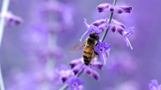 Bee purple flower background blurry - a bee free wallpaper for desktop