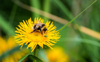 Bee yellow flower grass looking - the camera len free wallpaper