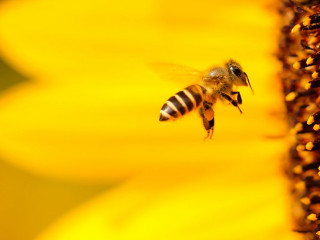 Bee flying yellow flower blurry - a yellow flower free wallpaper