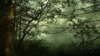 Dark green forest trees clouds - lot of trees free wallpaper
