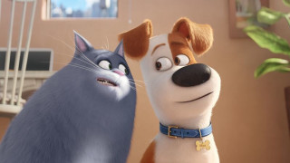 Dog cat cartoon scene together - a dog and a cat free wallpaper