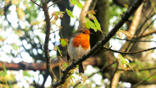 Small bird perched tree branch 2 - a tree branch in a forest area free wallpaper