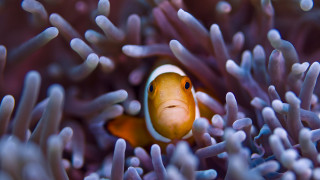 Clown fish anemone ocean smile - a clown fish free wallpaper