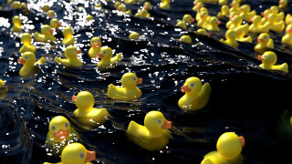 Rubber ducks floating water row - kitsch movement free wallpaper